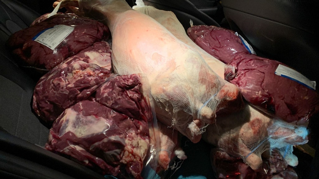 Rohes Fleisch und ein Tierkörper in einem Auto transportiert.