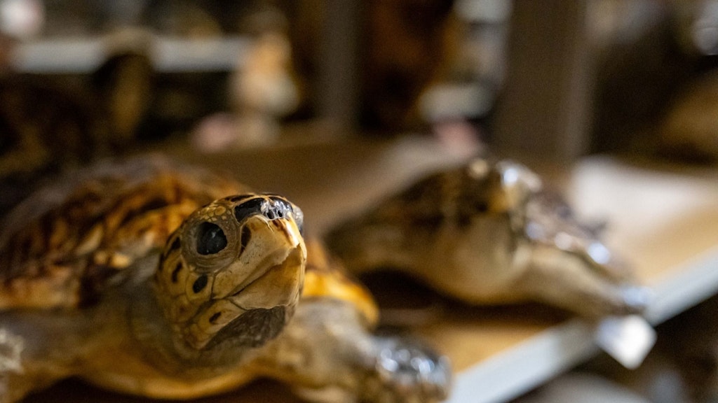 Eine Nahaufnahme einer Schildkröte mit detaillierter Ansicht des Kopfes und Panzers. Die Schildkröte liegt auf einem Tisch in einem Innenraum.