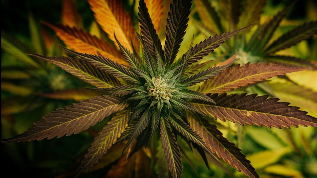 Ein grosses grünes Cannabisblatt mit deutlichen Adern und einer zentralen Knospe. Die Blätter sind in verschiedenen Grüntönen gefärbt.