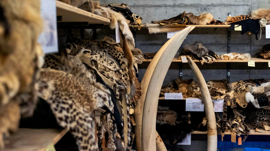 Dans un entrepôt, de nombreuses peaux d’animaux confisquées, dont des peaux de félins et plusieurs grandes défenses d’éléphants, sont entreposées sur des étagères. La scène montre divers produits issus de la faune sauvage, probablement issus du commerce illégal.