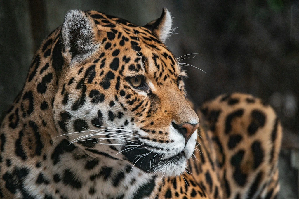 Ein Jaguar ist in Nahaufnahme zu sehen.