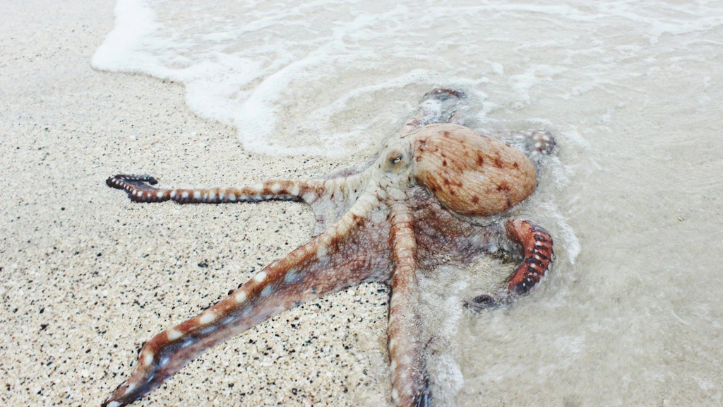 Ein Oktopus liegt am Rand des Meeres auf sandigem Untergrund, teilweise von Wasser umspült. 