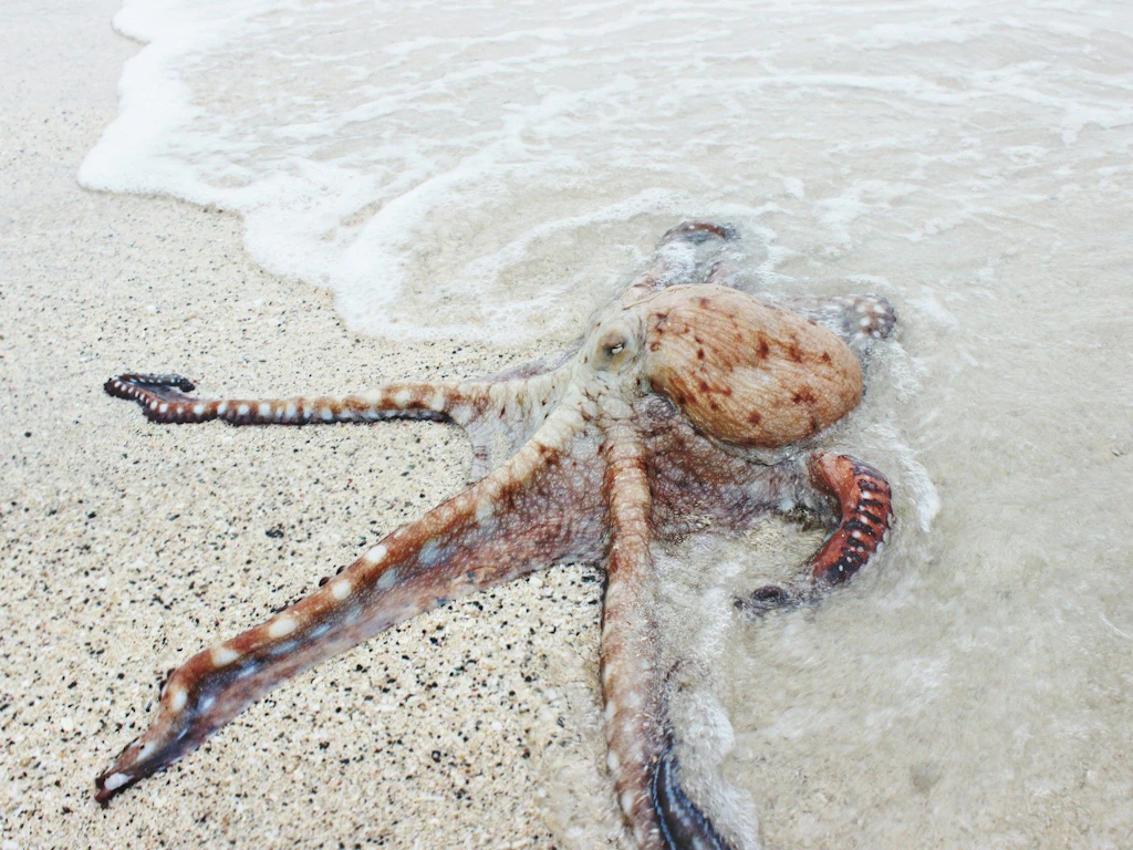 Ein Oktopus liegt am Rand des Meeres auf sandigem Untergrund, teilweise von Wasser umspült.