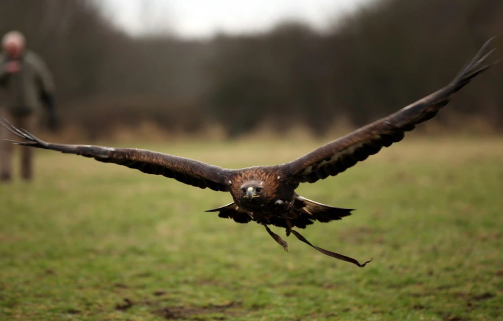 Ein grosser Adler fliegt tief über eine Wiese, die Flügel weit ausgebreitet.