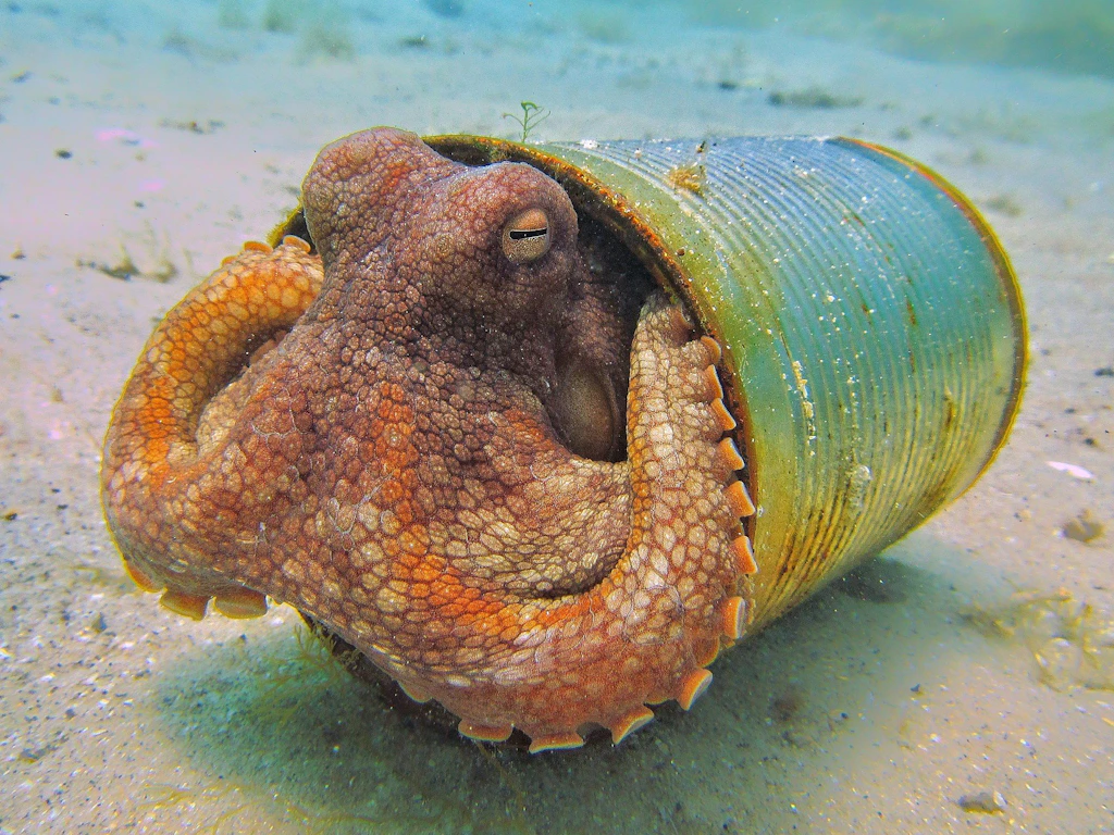 Ein Oktopus sitzt unter Wasser in einer alten, grünen Blechdose auf sandigem Meeresgrund.