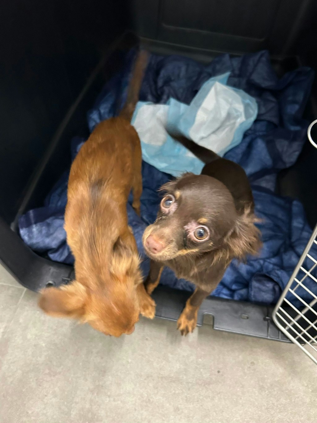 Zwei kleine Hunde in einer Transportbox. Einer der Hunde schaut neugierig nach oben, während der andere sich abwendet. Die Box ist mit einer blauen Decke ausgelegt.