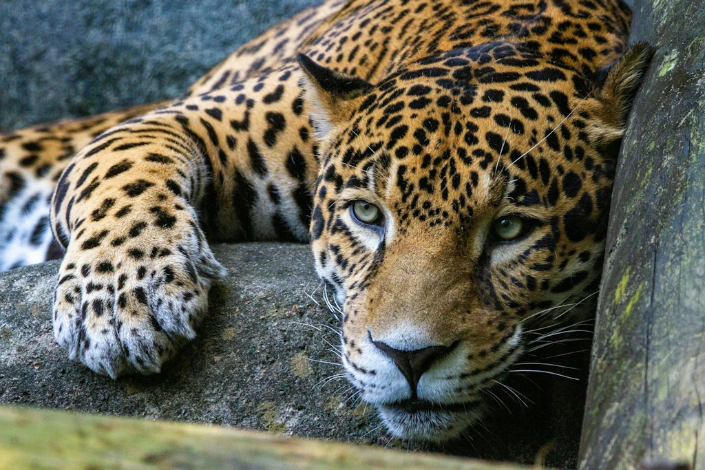 Ein Jaguar liegt auf einem Felsen und blickt aufmerksam nach vorne.