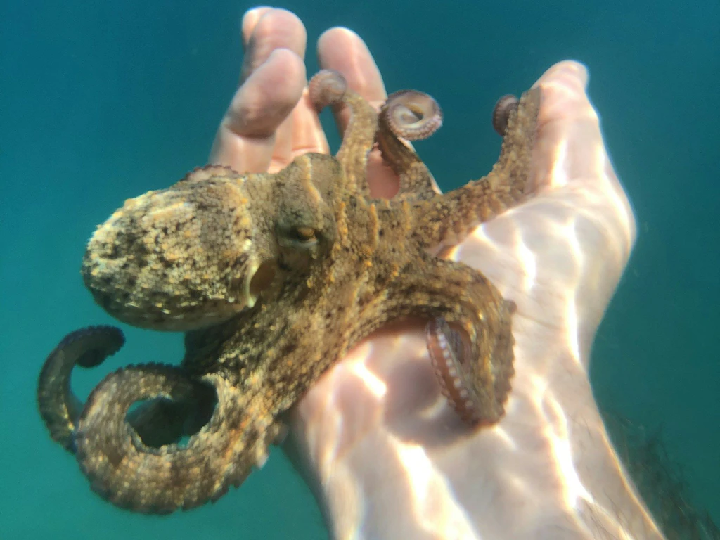 Ein kleiner Oktopus sitzt auf einer menschlichen Hand unter Wasser.