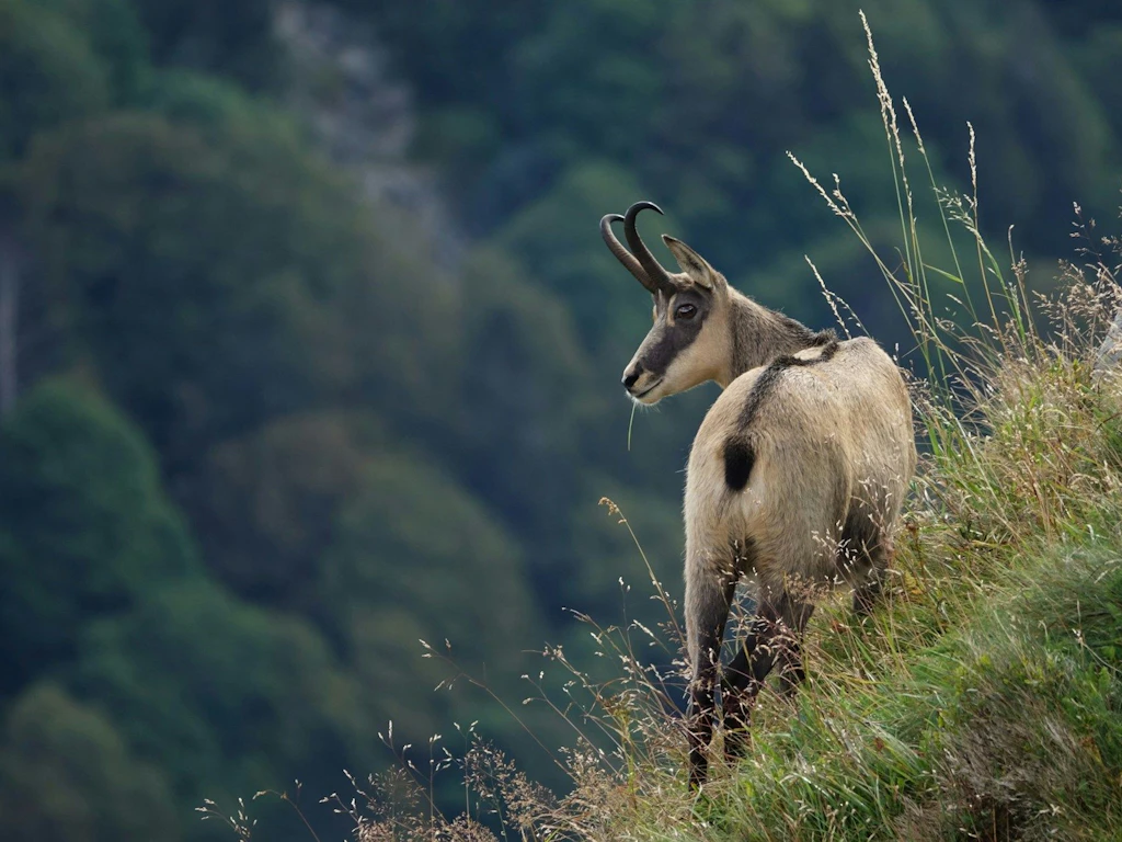 Ein Steinbock steht auf einer steilen, grasbewachsenen Bergwiese und blickt über die Schulter zurück. Im Hintergrund sind unscharfe, bewaldete Berghänge zu sehen. Das Tier wirkt aufmerksam und ruhig.