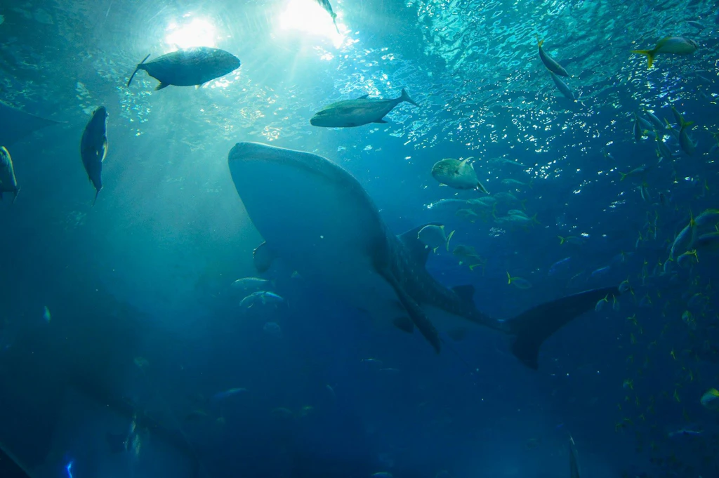 Ein grosser Hai schwimmt mit zahlreichen kleineren Fischen in einem Aquarium oder Ozean. Das Licht fällt von oben ins Wasser und beleuchtet die Szene. Die Tiere bewegen sich ruhig durch das blaue Wasser.  