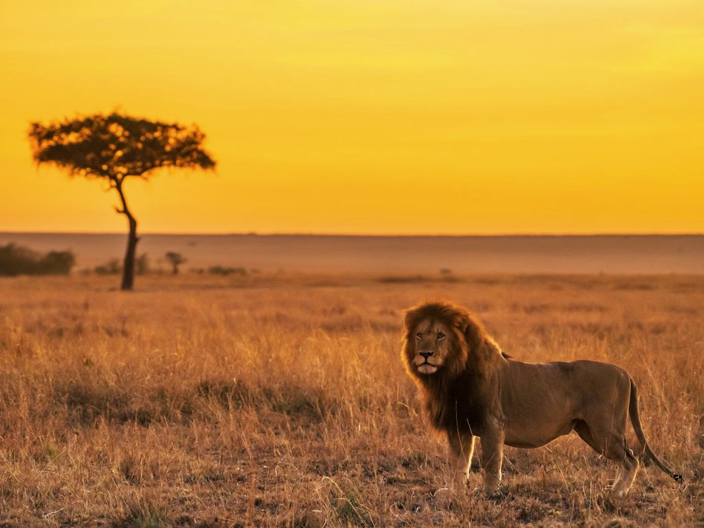 Ein Loewe steht im hohen Gras einer afrikanischen Savanne bei Sonnenuntergang.