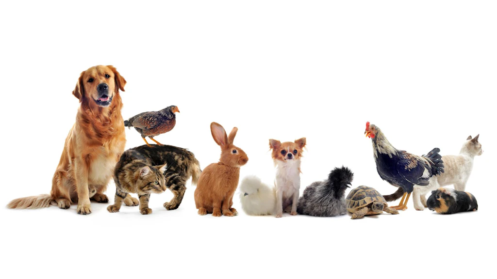 Vor einem weissen Hintergrund stehen folgende Tiere in einer Line nebeneinander: zwei Hunde, zwei Katzen, vier Hühner, ein Kaninchen, eine Schildkröte und ein Meerschwein.