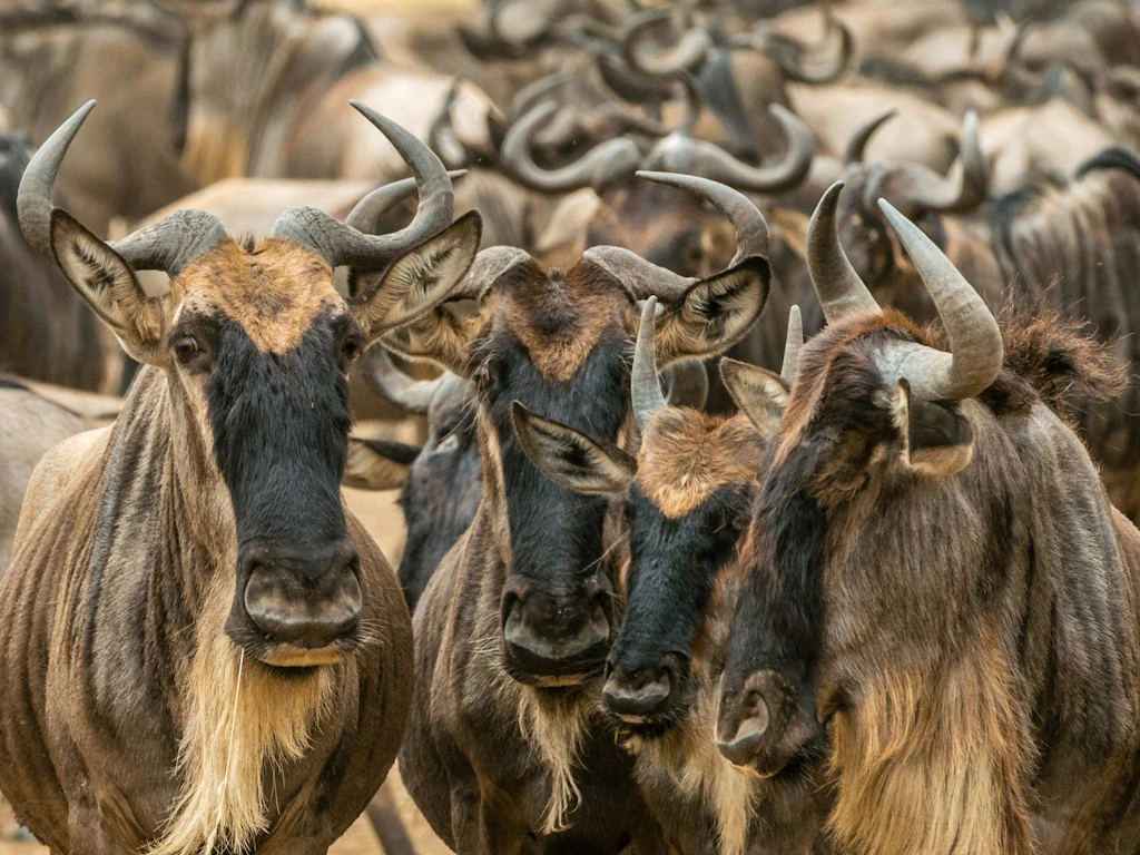 Eine grosse Herde von Gnus steht dicht beieinander auf einer offenen Savanne.