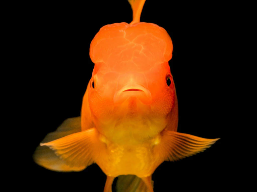 Ein leuchtend orangefarbener Goldfisch schwimmt frontal vor einem schwarzen Hintergrund.