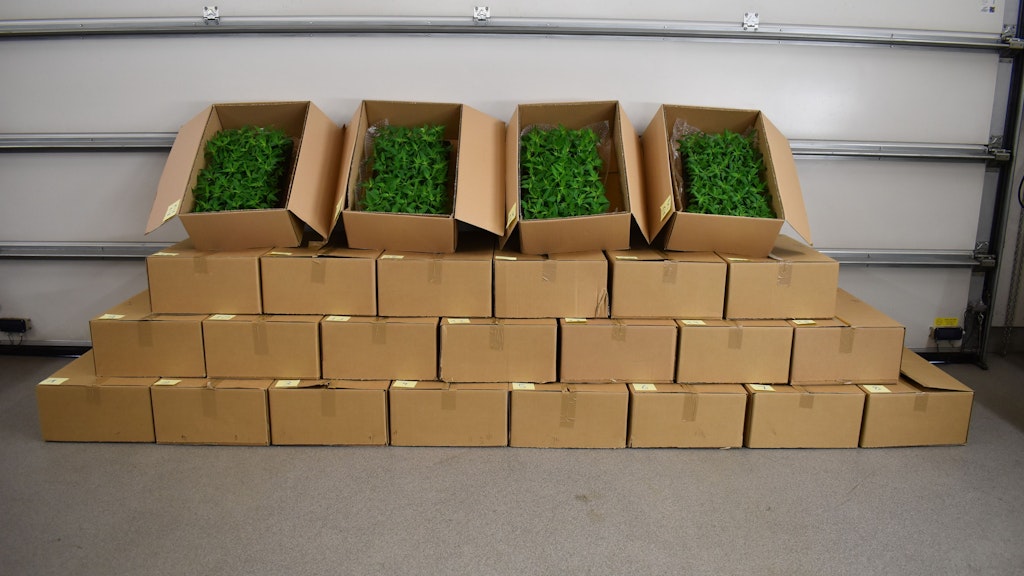 Mehrere geöffnete Kartonschachteln stehen auf einem Stapel weiterer Kartons und sind dicht mit jungen Hanfpflanzen gefüllt. Die Schachteln sind in einer Halle oder Garage vor einem geschlossenen Tor aufgereiht.