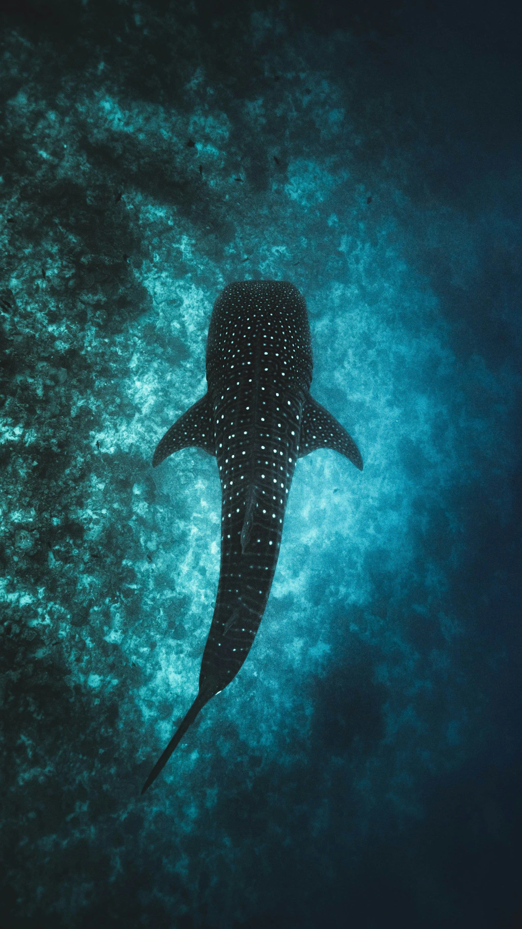 Ein Walhai schwimmt über den Meeresboden in tiefblauem Wasser. Die charakteristischen weissen Punkte und Linien auf seinem Rücken sind deutlich sichtbar. Das Bild vermittelt eine ruhige Unterwasseratmosphäre.  
