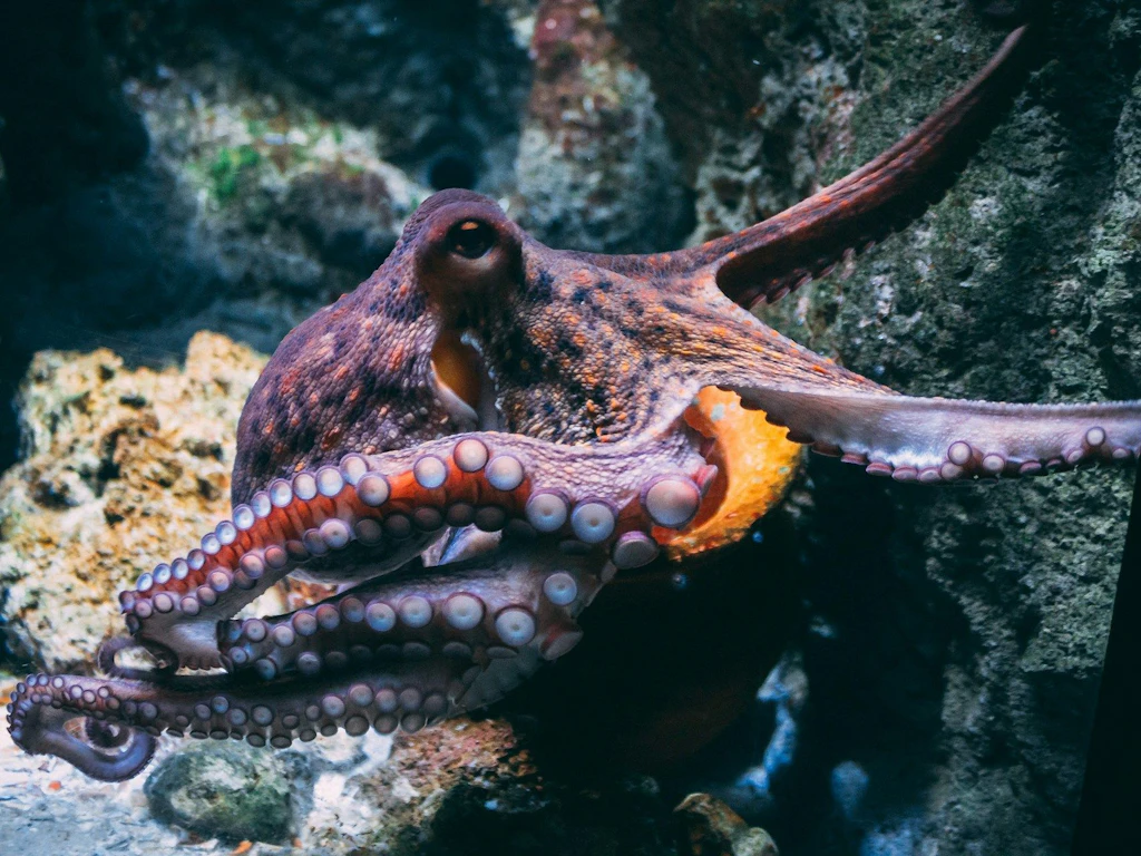 Ein Oktopus mit ausgebreiteten Armen schwimmt an Felsen entlang in einem Aquarium.