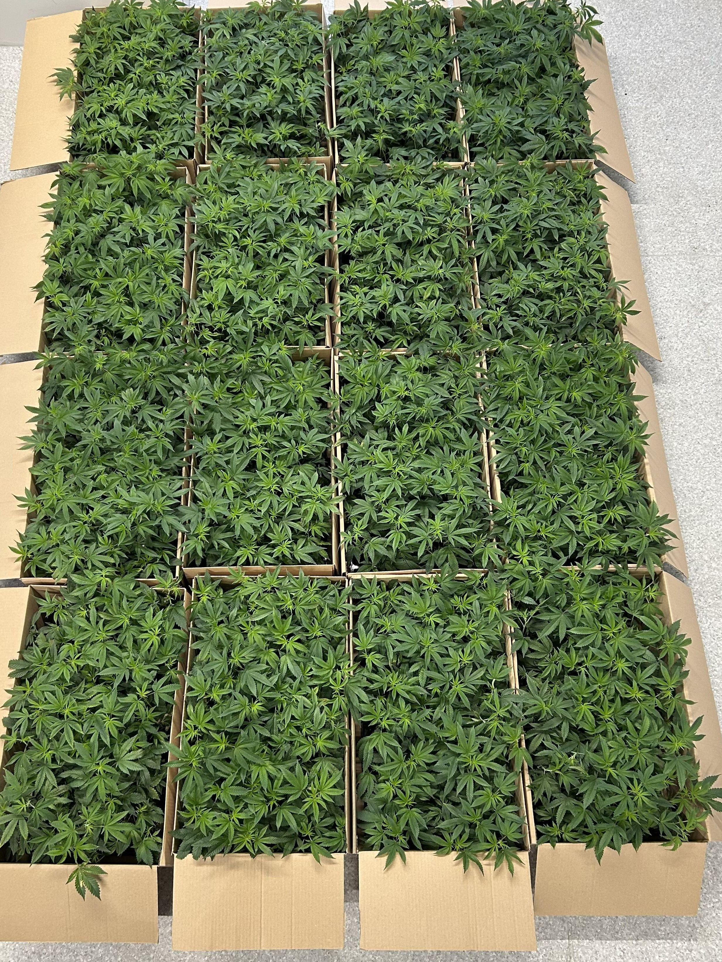 Zahlreiche junge Hanfpflanzen stehen dicht an dicht in offenen Kartonschachteln auf einem hellen Boden. Die Pflanzen sind gleichmässig angeordnet und füllen das gesamte Bild aus.