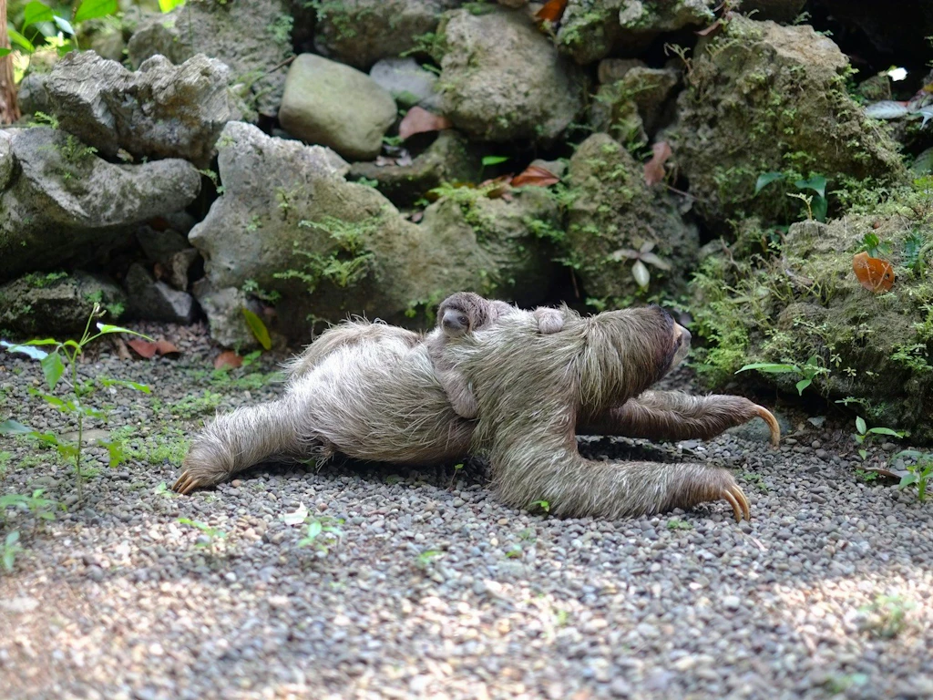 Ein erwachsenes Faultier liegt auf dem Boden, während ein Baby-Faultier auf seinem Rücken sitzt.
