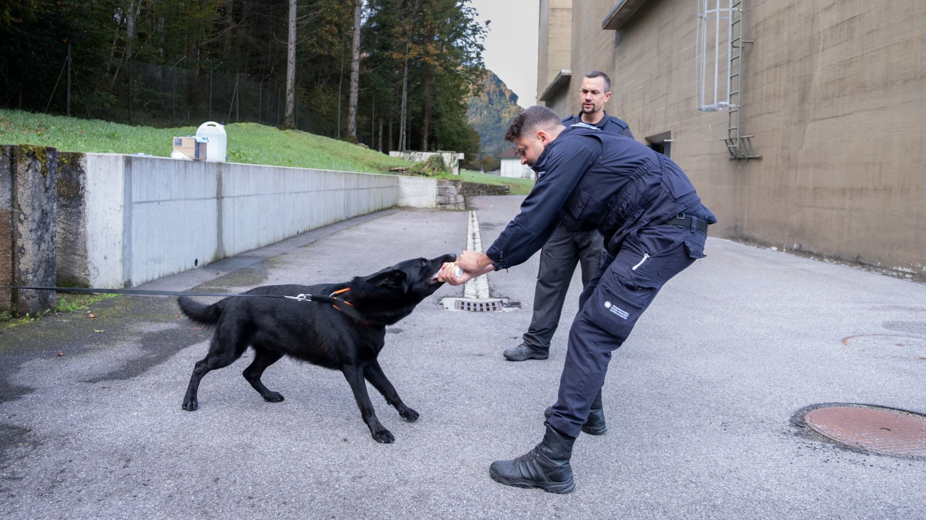 Ein Sprengstoffspuerhund wird von einem Ausbilder trainiert. Der Hund zieht an einem Spielzeug, das der Ausbilder hält, während ein weiterer Ausbilder zusieht.