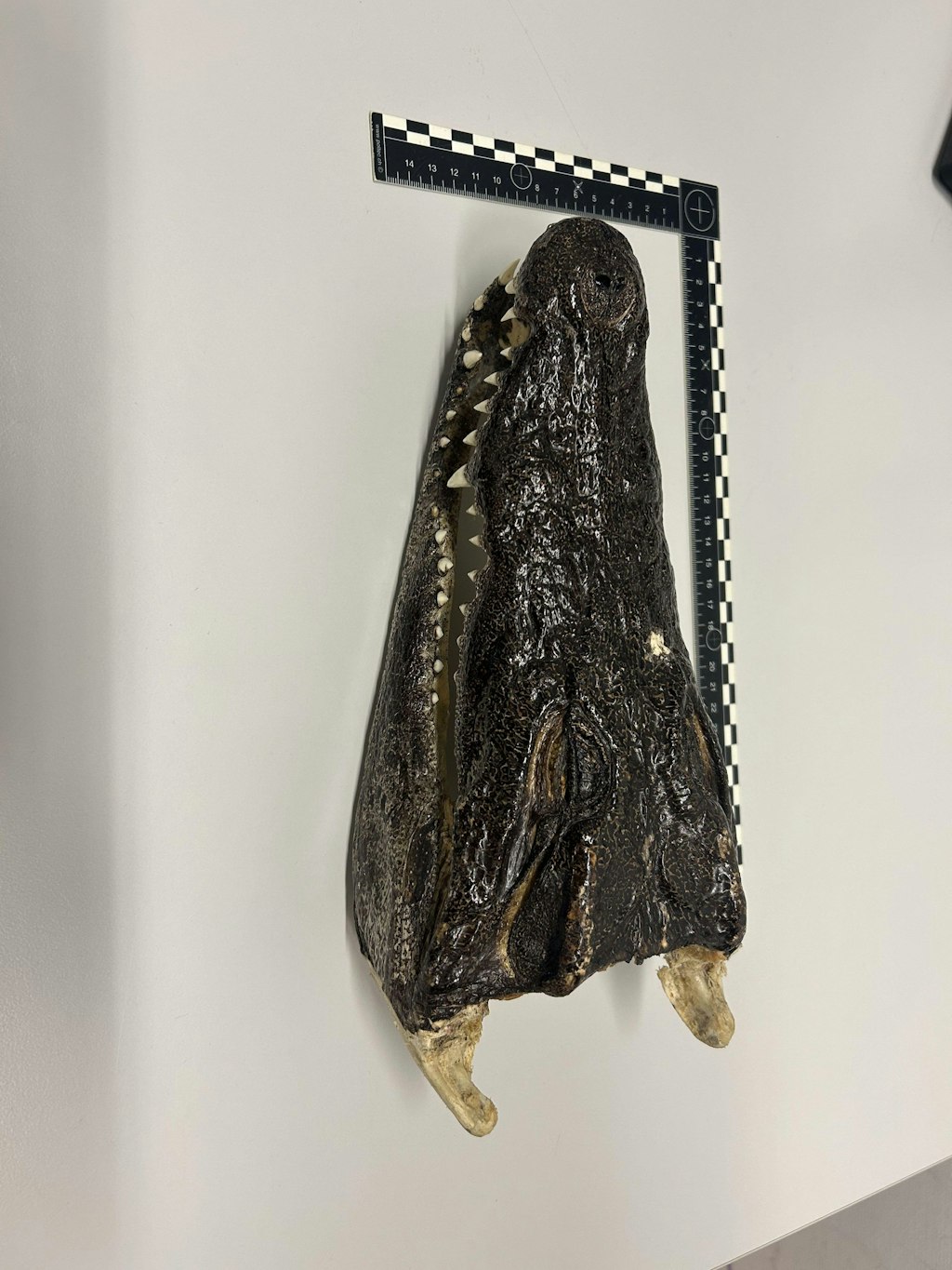 Ein Krokodilkopf-Fossil, das gegen ein Lineal zur Grösseabschätzung gelegt ist. Der Kopf ist dunkelbraun mit sichtbaren Zähnen und ruht auf einer hellen Oberfläche.