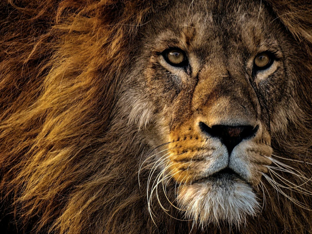 Das Bild zeigt eine Nahaufnahme des Gesichts eines Loewen mit maechtiger Maehne.