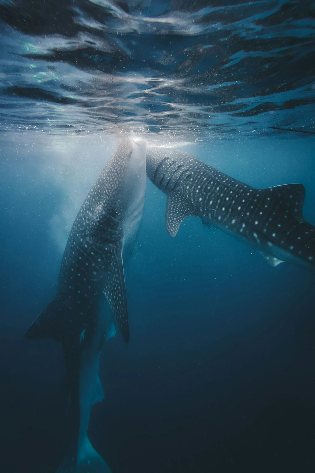 Zwei Walhaie schwimmen nebeneinander knapp unter der Wasseroberfläche. Die Tiere sind deutlich an ihren charakteristischen weißen Punkten auf dunkler Haut zu erkennen. Das Bild vermittelt einen Eindruck von Ruhe und Größe unter Wasser.  
