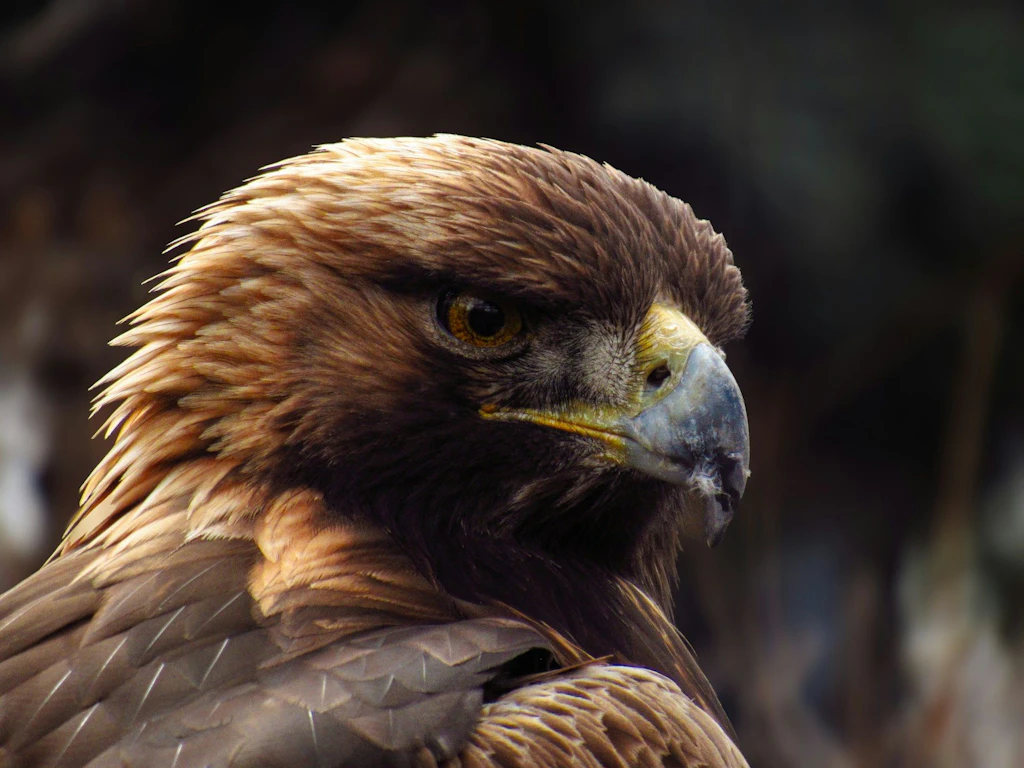 Ein Adlerkopf ist in Nahaufnahme zu sehen. Das Gefieder ist braun und der Blick des Vogels ist aufmerksam und intensiv. Der Hintergrund ist unscharf, wodurch der Adler im Fokus steht.