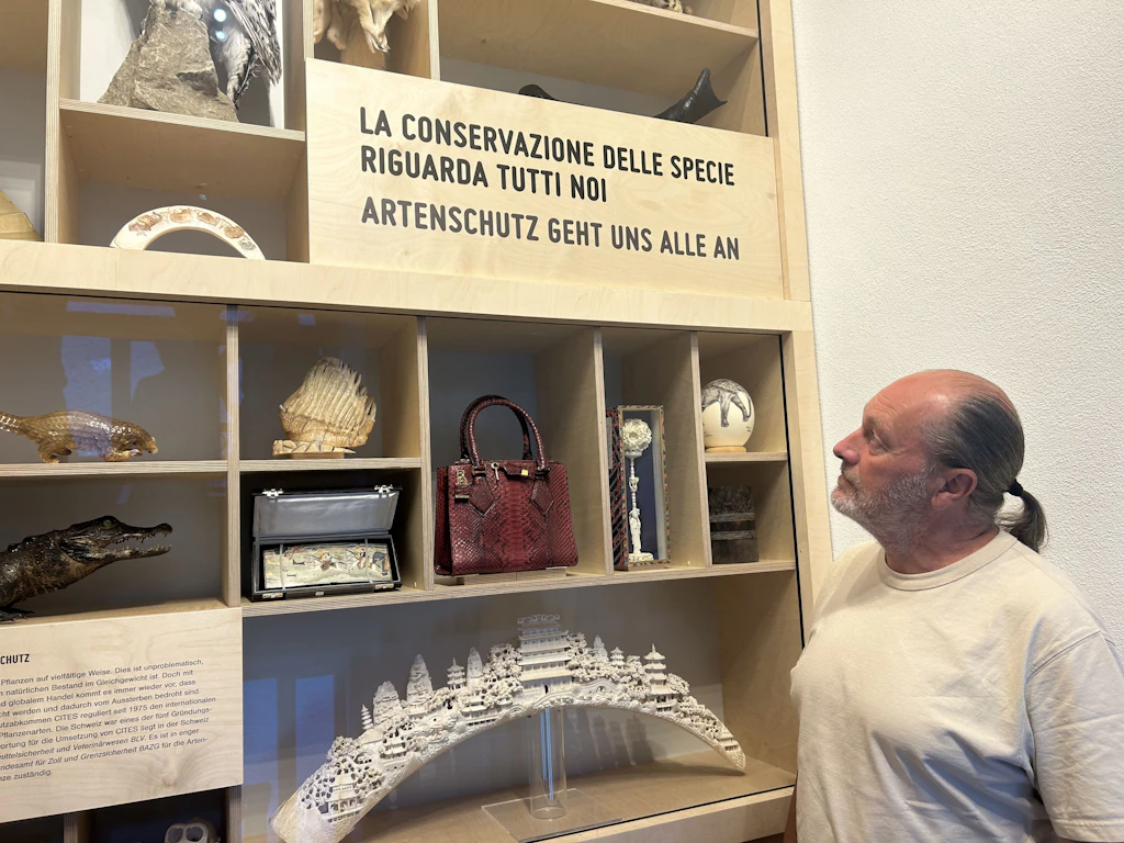 Ein Mann betrachtet eine Vitrine mit beschlagnahmten Gegenständen aus geschützten Tierarten. In der Vitrine befinden sich unter anderem eine Krokodilledertasche, ein Elfenbeinfächer, ausgestopfte Tiere und weitere Objekte. Ein Schild weist auf die Bedeutung des Artenschutzes hin.