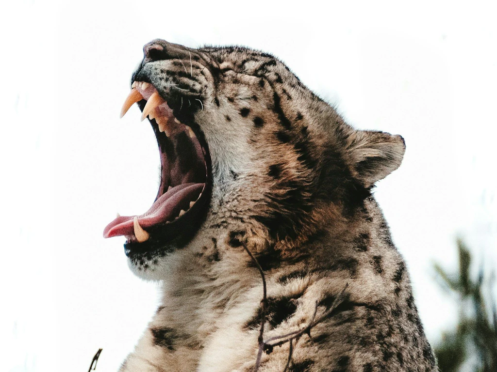 Ein Jaguar mit geflecktem Fell ist zu sehen, der sein Maul weit öffnet und seine grossen Zähne zeigt. Das Tier befindet sich vor einem hellen, unscharfen Hintergrund.