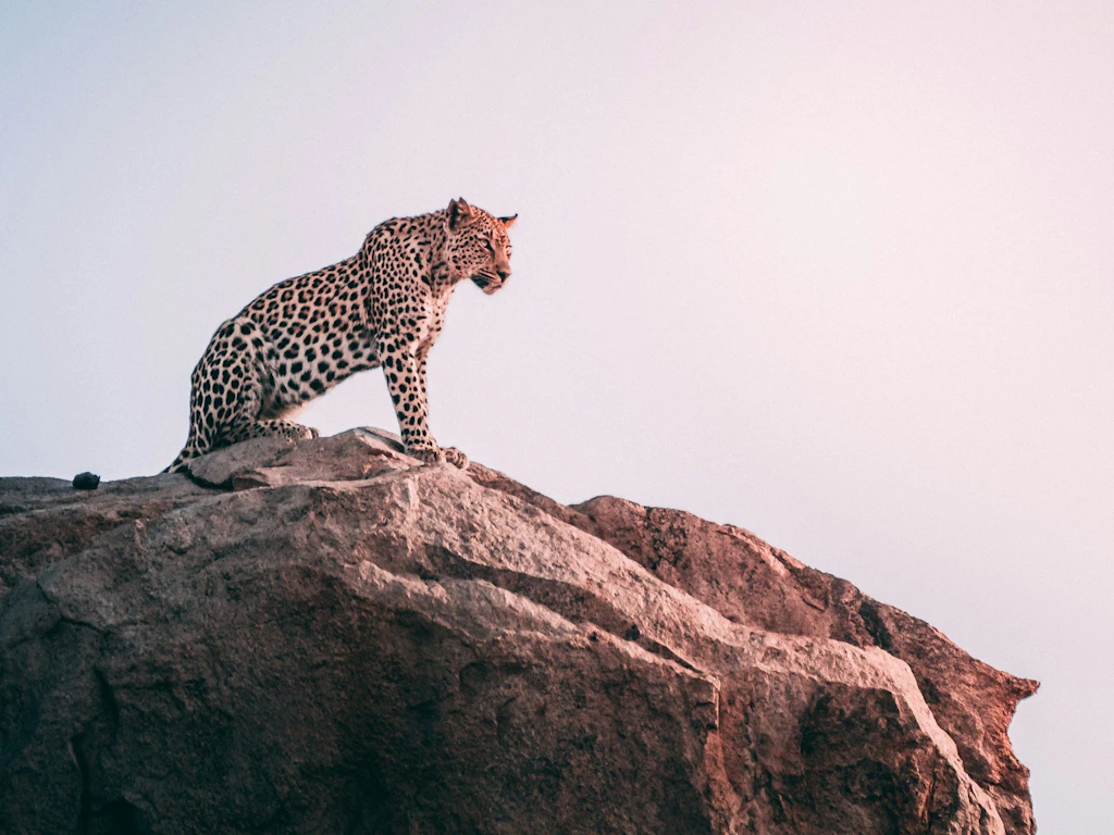 Ein Jaguar sitzt auf einem grossen Felsen und blickt aufmerksam in die Ferne.