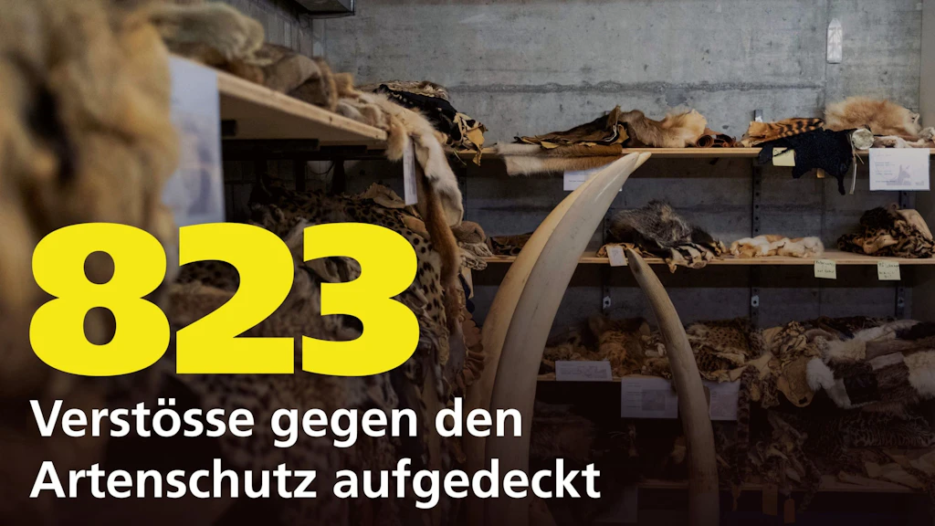 Im Bild sind beschlagnahmte Tierfelle und Elfenbein in einem Lagerraum zu sehen. Die grosse gelbe Zahl 823 und der Text "Verstösse gegen den Artenschutz aufgedeckt" heben die Anzahl der festgestellten Verstösse hervor. Das Bild thematisiert den illegalen Handel mit geschützten Tierarten.