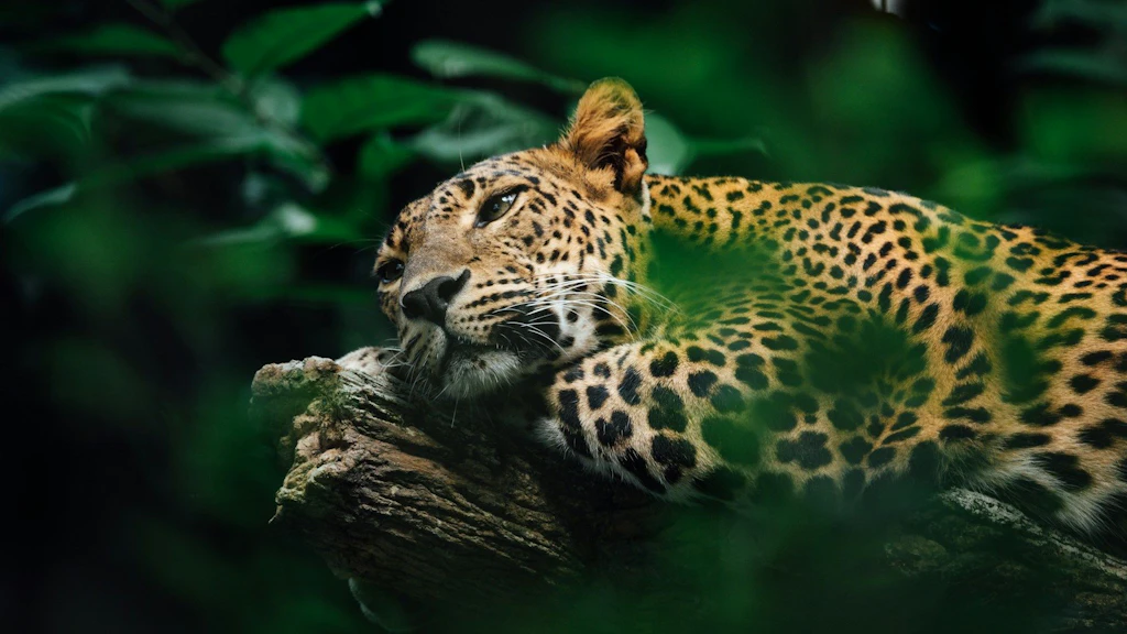 Ein Jaguar liegt entspannt auf einem Ast, umgeben von dichtem grünen Laub. 