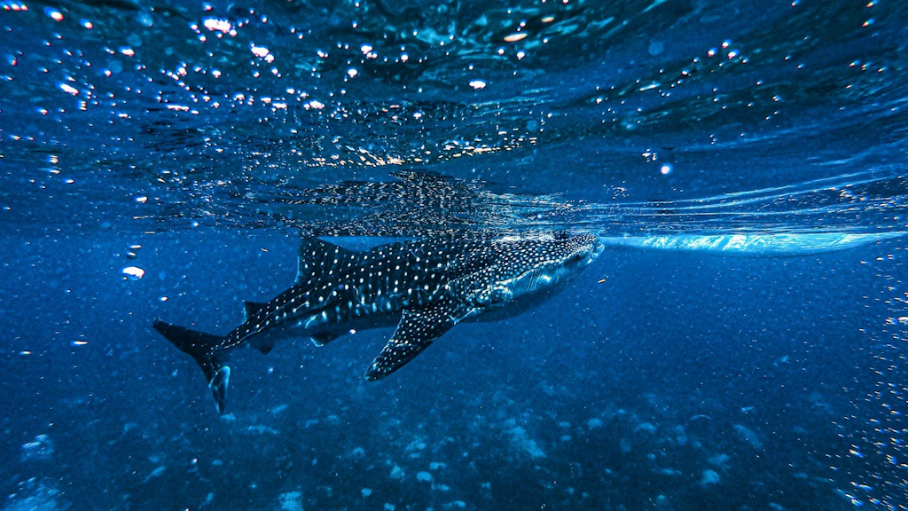 Ein Walhai schwimmt unter der Wasseroberfläche im offenen Ozean. Das Tier ist von oben sichtbar und hebt sich durch seine charakteristischen weissen Punkte und Streifen vom blauen Wasser ab.