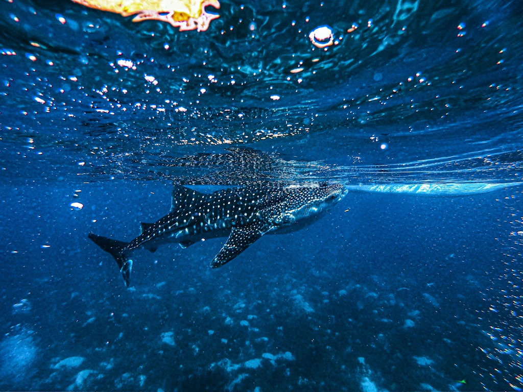 Ein Walhai schwimmt unter der Wasseroberfläche im offenen Ozean. Das Tier ist von oben sichtbar und hebt sich durch seine charakteristischen weissen Punkte und Streifen vom blauen Wasser ab.