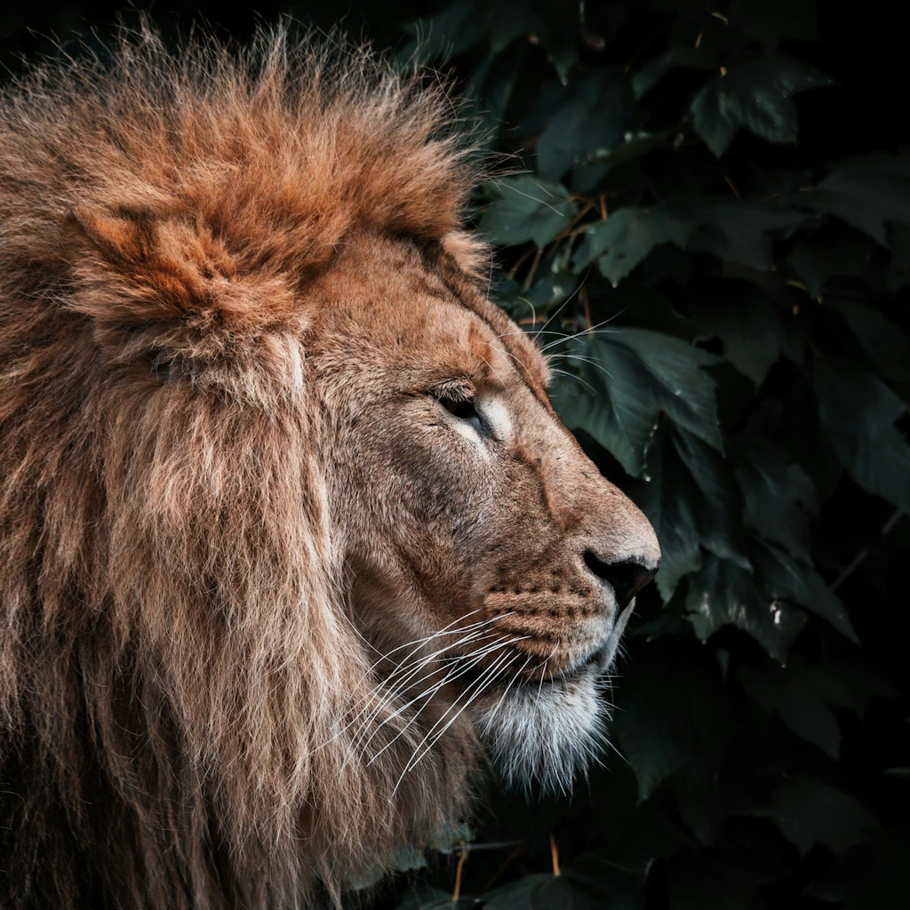 Ein Loewe mit maechtiger Maehne ist im Profil vor dunklem, belaubtem Hintergrund zu sehen.