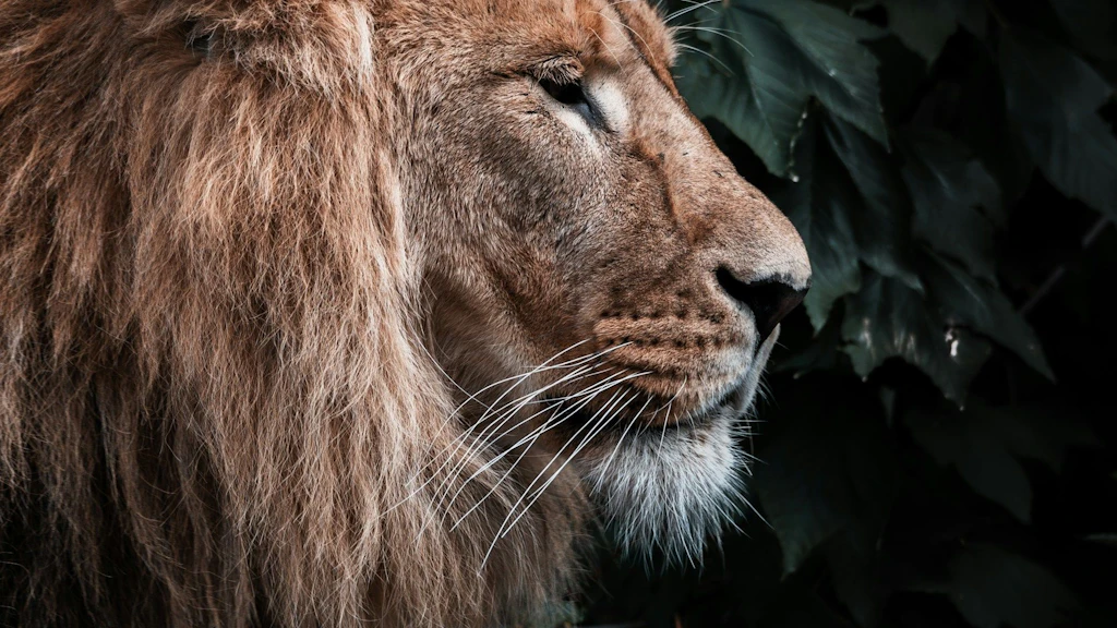 Ein Loewe mit maechtiger Maehne ist im Profil vor dunklem, belaubtem Hintergrund zu sehen. 