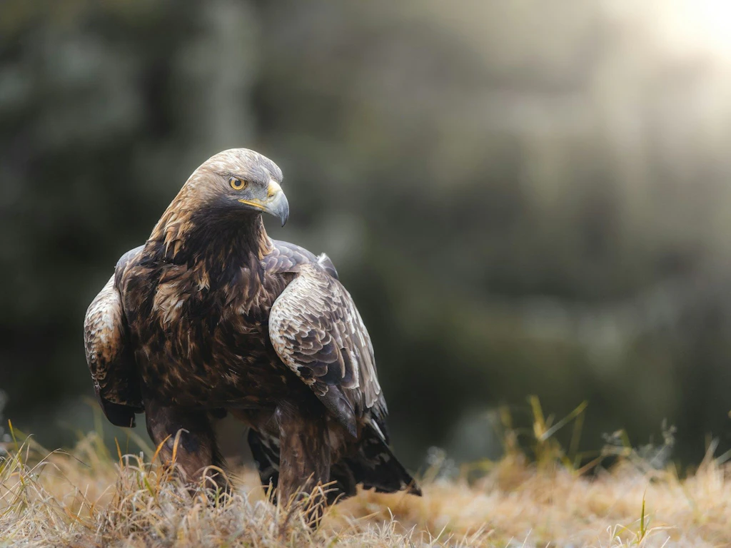 Ein Steinadler steht auf einer Wiese und blickt aufmerksam zur Seite.