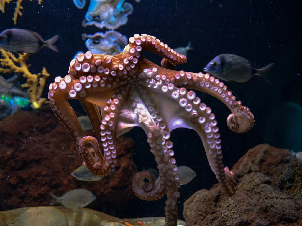 Ein Oktopus schwimmt in einem Aquarium, umgeben von Fischen und Korallen.