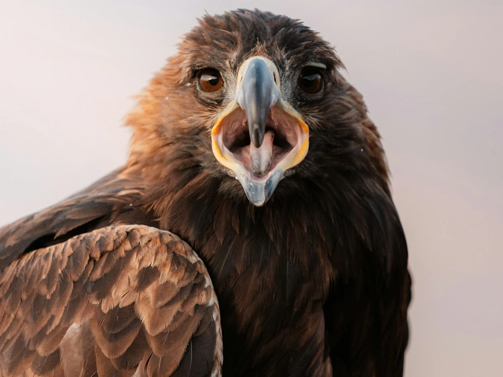 Ein grosser Adler mit braunem Gefieder und offenem Schnabel ist frontal zu sehen.
