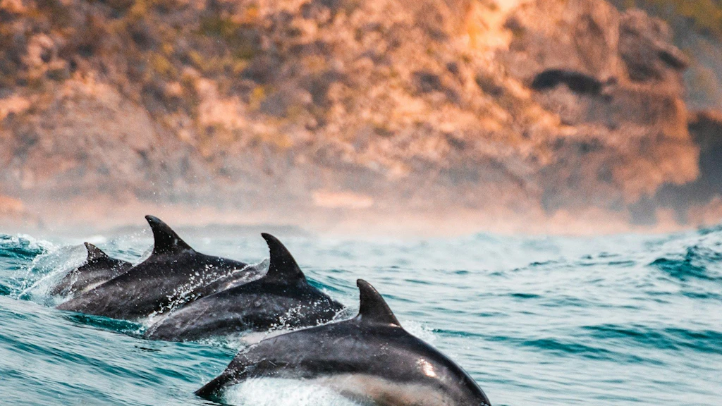 Drei Delphine schwimmen gemeinsam an der Wasseroberfläche, während im Hintergrund eine felsige Küste zu sehen ist.