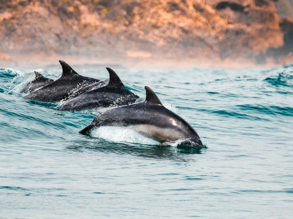 Drei Delphine schwimmen gemeinsam an der Wasseroberfläche, während im Hintergrund eine felsige Küste zu sehen ist.