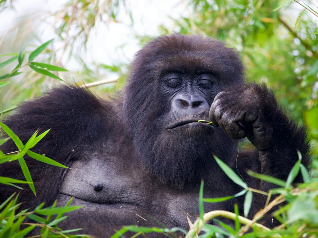 Ein Gorilla sitzt entspannt im dichten grünen Bambus und kaut an einem Zweig.