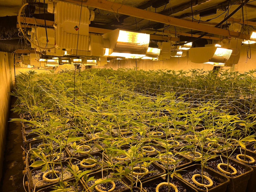 Ein Raum mit zahlreichen Pflanzen, die unter künstlichem Licht wachsen. Die Pflanzen sind in Reihen angeordnet und werden von Lampen beleuchtet.  