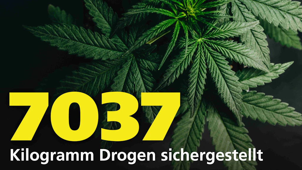 Mehrere Marihuanablätter liegen uebereinander. Im Vordergrund steht in grossen gelben Zahlen die Menge 7037, darunter der Text "Kilogramm Drogen sichergestellt".  