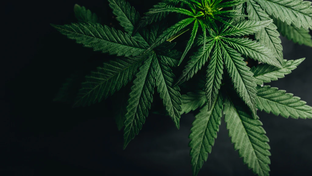 The image shows a close-up of several green cannabis leaves on a dark background. The leaves are well-structured and illuminated, highlighting the plant's characteristic shape.