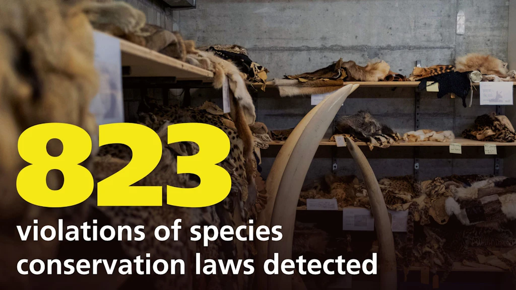 The image shows confiscated animal skins and ivory in a storage room. The large yellow number 823 and the text "violations of species conservation laws detected" highlight the number of detected violations. The image addresses the illegal trade in protected species. 