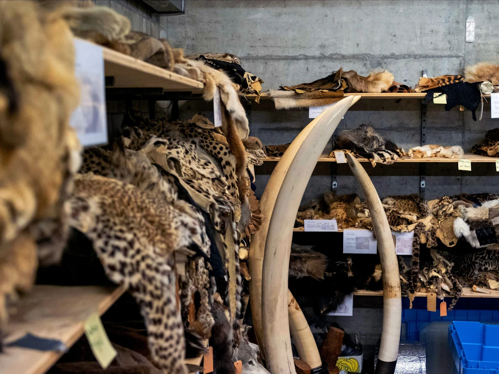 In a storage room, numerous confiscated animal skins, including big cat pelts and several large elephant tusks, are stored on shelves. The scene shows various types of wildlife products, likely from illegal trade.