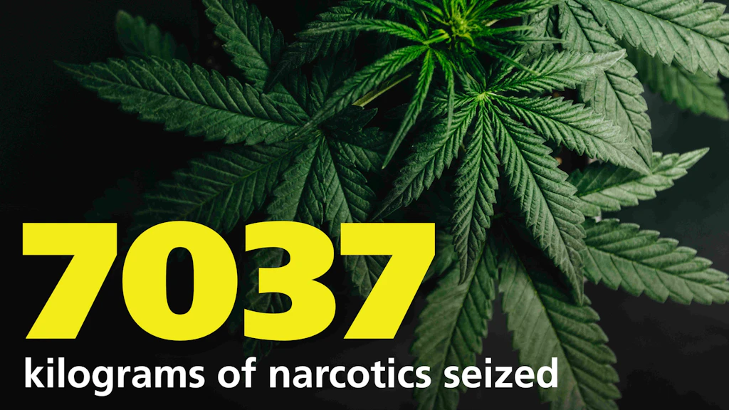 Several marijuana leaves are layered over each other. In the foreground, the large yellow number 7037 is shown, with the text "kilograms of drugs seized" below.  