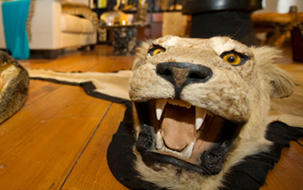 Une peau de lion avec la tête est exposée sur un sol en bois. La peau fait partie d'une exposition permanente au musée des douanes suisse.